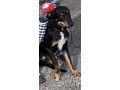 kelpie-x-border-collie-to-a-new-home-small-7