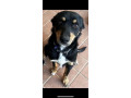 kelpie-x-border-collie-to-a-new-home-small-4