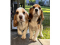 beagle-babies-purebred-small-0