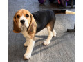 beagle-babies-purebred-small-3