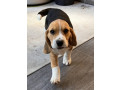 beagle-babies-purebred-small-2