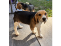 beagle-babies-purebred-small-1