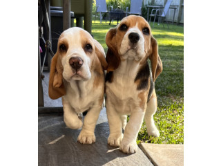 Beagle babies - Purebred