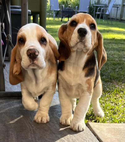 beagle-babies-purebred-big-0