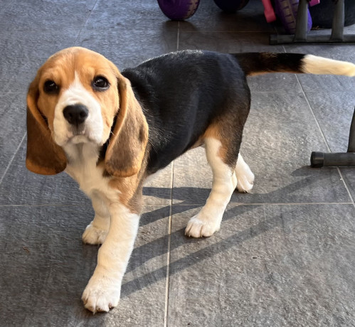 beagle-babies-purebred-big-3
