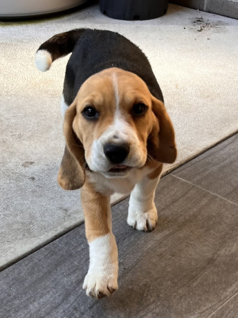beagle-babies-purebred-big-2