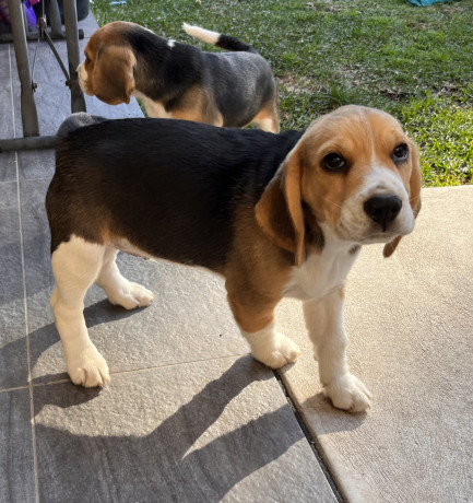 beagle-babies-purebred-big-1
