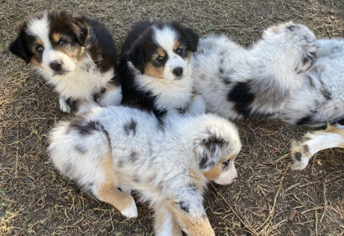 australian-shepherds-puppies-big-1
