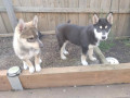 rough-collie-x-siberian-husky-puppies-small-0
