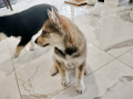rough-collie-x-siberian-husky-puppies-small-6