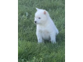 pure-bred-siberian-husky-puppies-small-0
