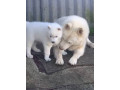 pure-bred-siberian-husky-puppies-small-4