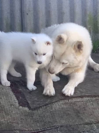 pure-bred-siberian-husky-puppies-big-4