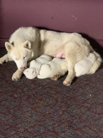 pure-bred-siberian-husky-puppies-big-8