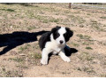 blue-merle-border-collie-puppies-small-3