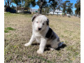 blue-merle-border-collie-puppies-small-0