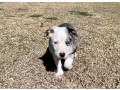 blue-merle-border-collie-puppies-small-1