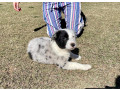 blue-merle-border-collie-puppies-small-2