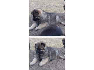 German shepherd puppies 8 weeks old