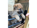 german-shepherd-pups-small-1