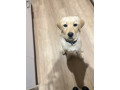 4-months-female-puppy-small-1