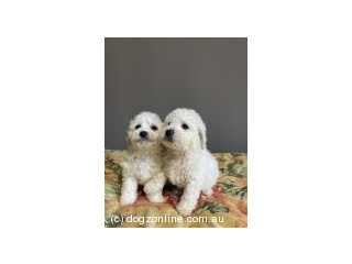 PEDIGREE MALE BICHON FRISE PUPPIES READY TO BE ADOPTED!