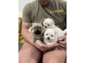 pomeranian-puppies-3-girls-1-boy-small-0