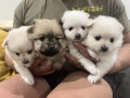 pomeranian-puppies-3-girls-1-boy-small-7