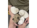 pomeranian-puppies-3-girls-1-boy-small-1