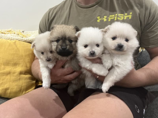 pomeranian-puppies-3-girls-1-boy-big-8