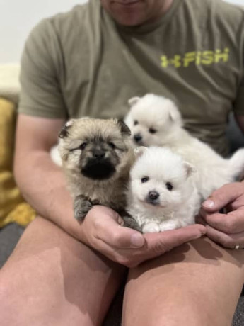 pomeranian-puppies-3-girls-1-boy-big-0