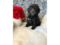 schnoodle-puppies-small-2