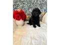 schnoodle-puppies-small-1