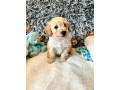 schnoodle-puppies-small-3