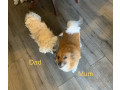 malti-pom-maltese-x-pomeranian-puppies-small-1