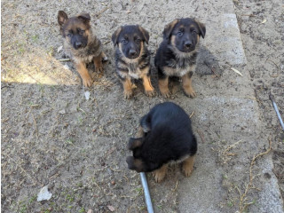3x Female Pure German Shepherd Puppies