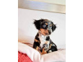 doxiepoo-dachshund-x-toy-poodle-small-4