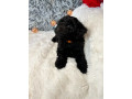 doxiepoo-dachshund-x-toy-poodle-small-1