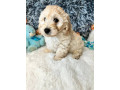 doxiepoo-dachshund-x-toy-poodle-small-0