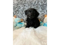 doxiepoo-dachshund-x-toy-poodle-small-2
