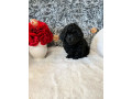 doxiepoo-dachshund-x-toy-poodle-small-3