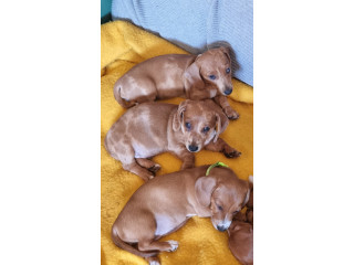 Miniature Dachshunds pups. Red dapple