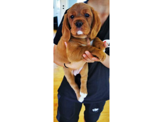 Cubby Beaglier puppy for sale