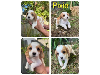 Beaglier X Spoodle puppies ready for pickup NOW