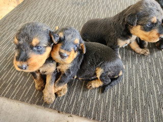 Purebred Airedale Terrier Puppies