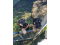 german-shepherd-pups-only-2-males-left-small-1