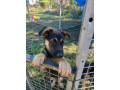 german-shepherd-pups-only-2-males-left-small-2
