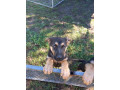 german-shepherd-pups-only-2-males-left-small-3