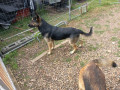 german-shepherd-pups-only-2-males-left-small-6