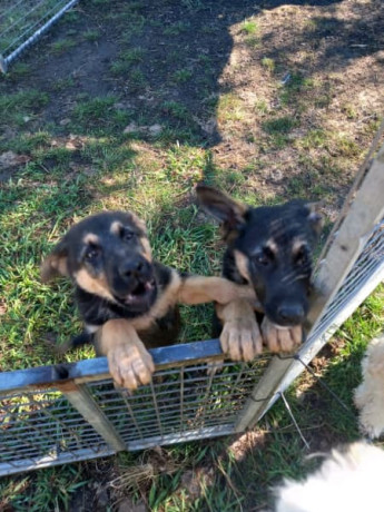 german-shepherd-pups-only-2-males-left-big-1